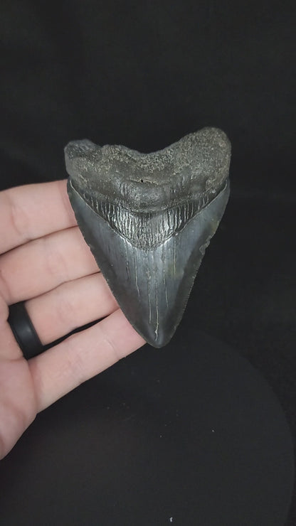 Authentic, 3.21" Fossil Megalodon Tooth - South Carolina