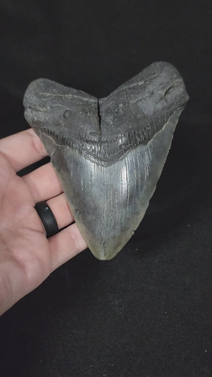 Authentic, 5.19" Fossil Megalodon Tooth - South Carolina