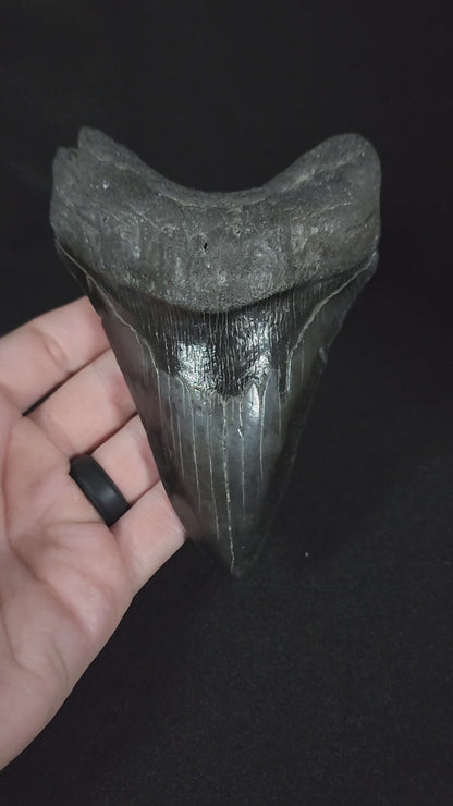 Authentic, 5.34" Fossil Megalodon Tooth - South Carolina