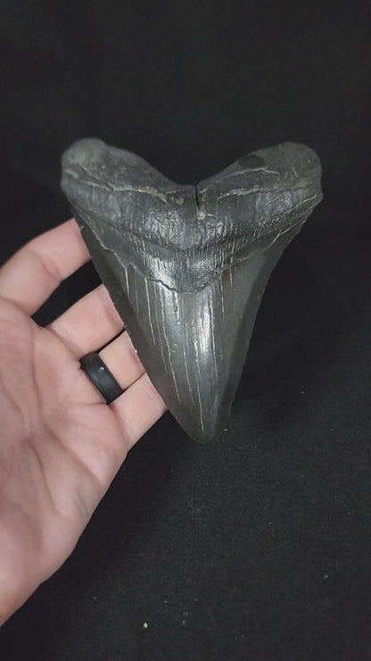 Authentic, 5.28" Fossil Megalodon Tooth - South Carolina