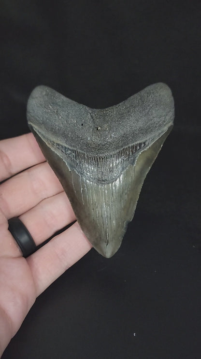 Authentic, 3.88" Fossil Megalodon Tooth - South Carolina