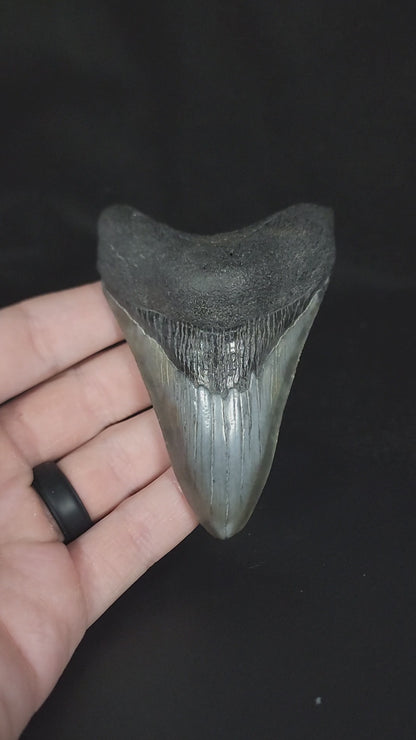 Authentic, 3.73" Fossil Megalodon Tooth - South Carolina