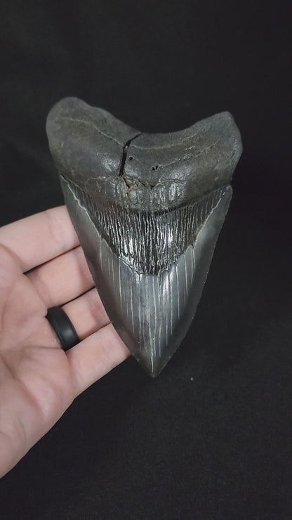 Authentic, 5.30" Fossil Megalodon Tooth - South Carolina