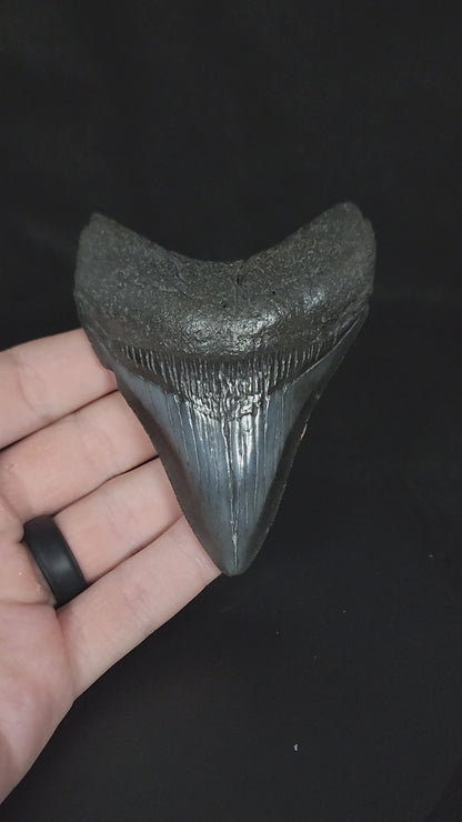 Authentic, 3.73" Fossil Megalodon Tooth - South Carolina