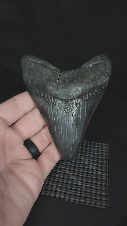 Authentic, 4.51" Fossil Megalodon Tooth - South Carolina