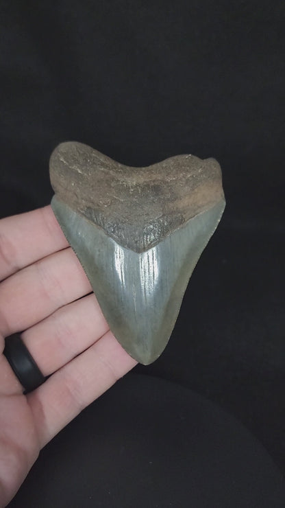 Authentic, 3.44" Fossil Megalodon Tooth - South Carolina