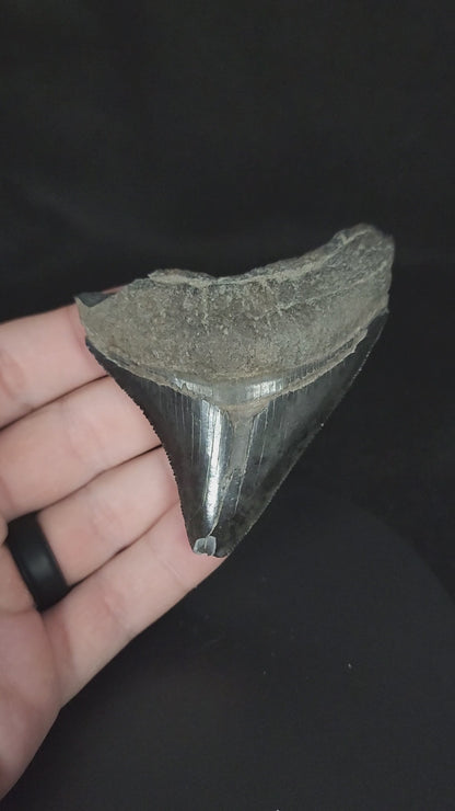 Authentic, 3.16" Fossil Megalodon Tooth - South Carolina