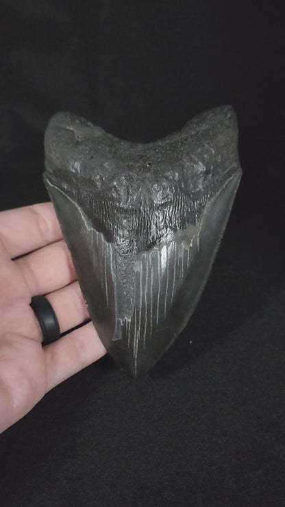 Authentic, 5.33" Fossil Megalodon Tooth - South Carolina