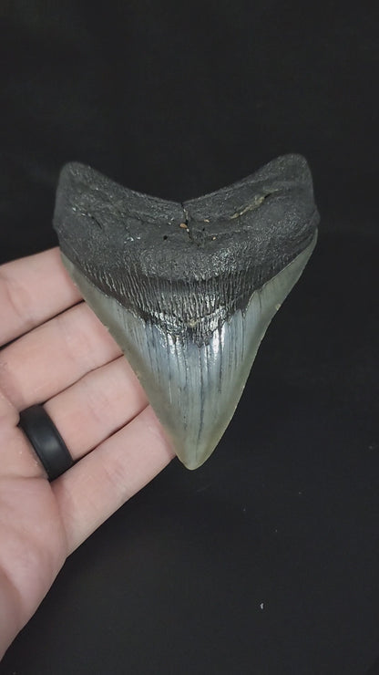 Authentic, 3.77" Fossil Megalodon Tooth - South Carolina