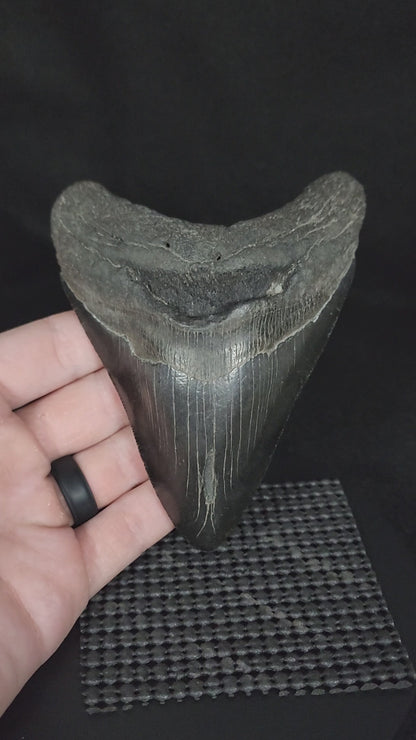 Authentic, 4.81" Fossil Megalodon Tooth - South Carolina