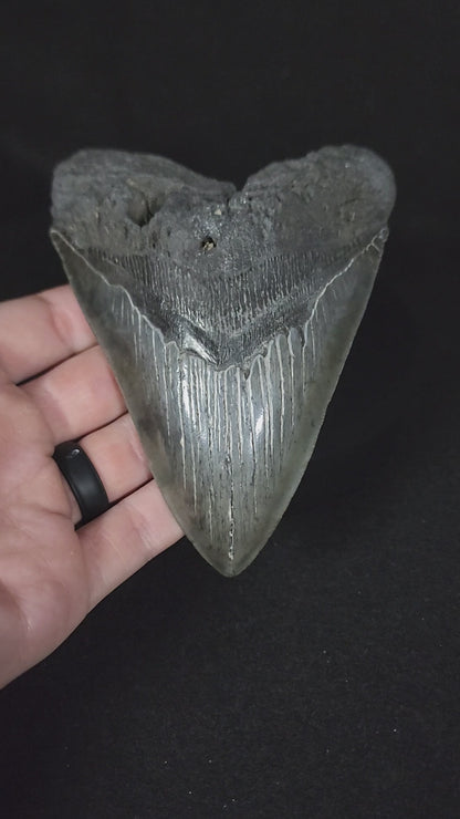 Authentic, 5.13" Fossil Megalodon Tooth - South Carolina