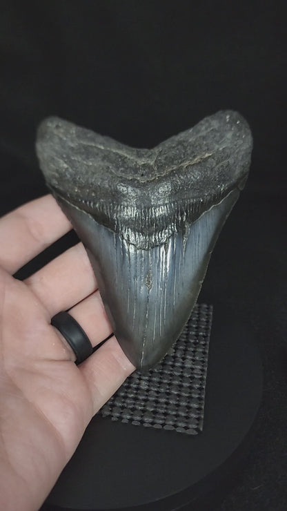 Authentic, 4.63" Fossil Megalodon Tooth - South Carolina