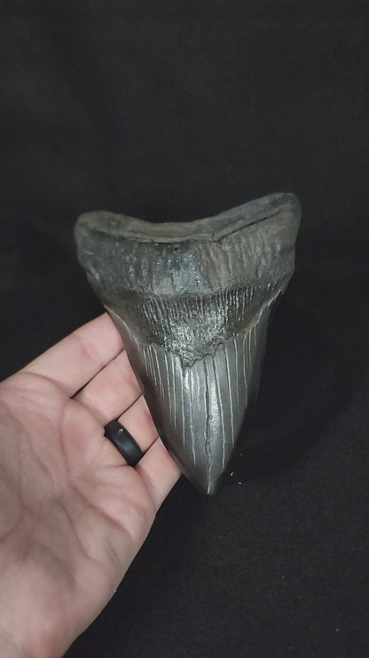 Authentic, 5.58" Fossil Megalodon Tooth - South Carolina