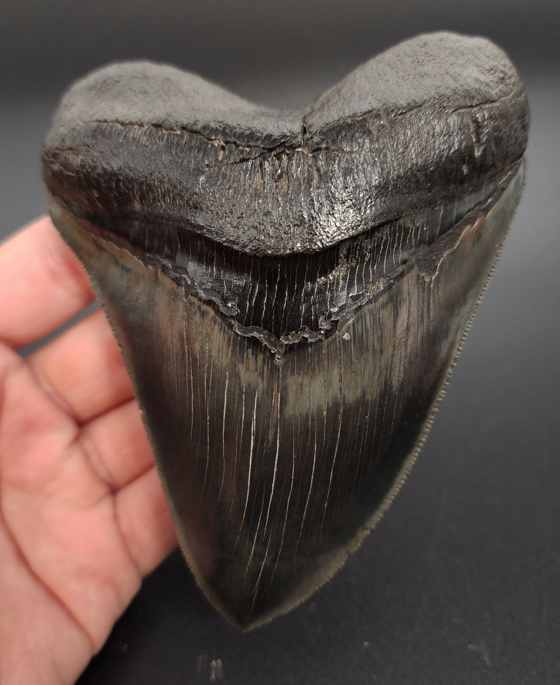 5.07 inch pyritized Megalodon tooth fossil from Georgia – full front view highlighting golden pyrite sheen and serrations