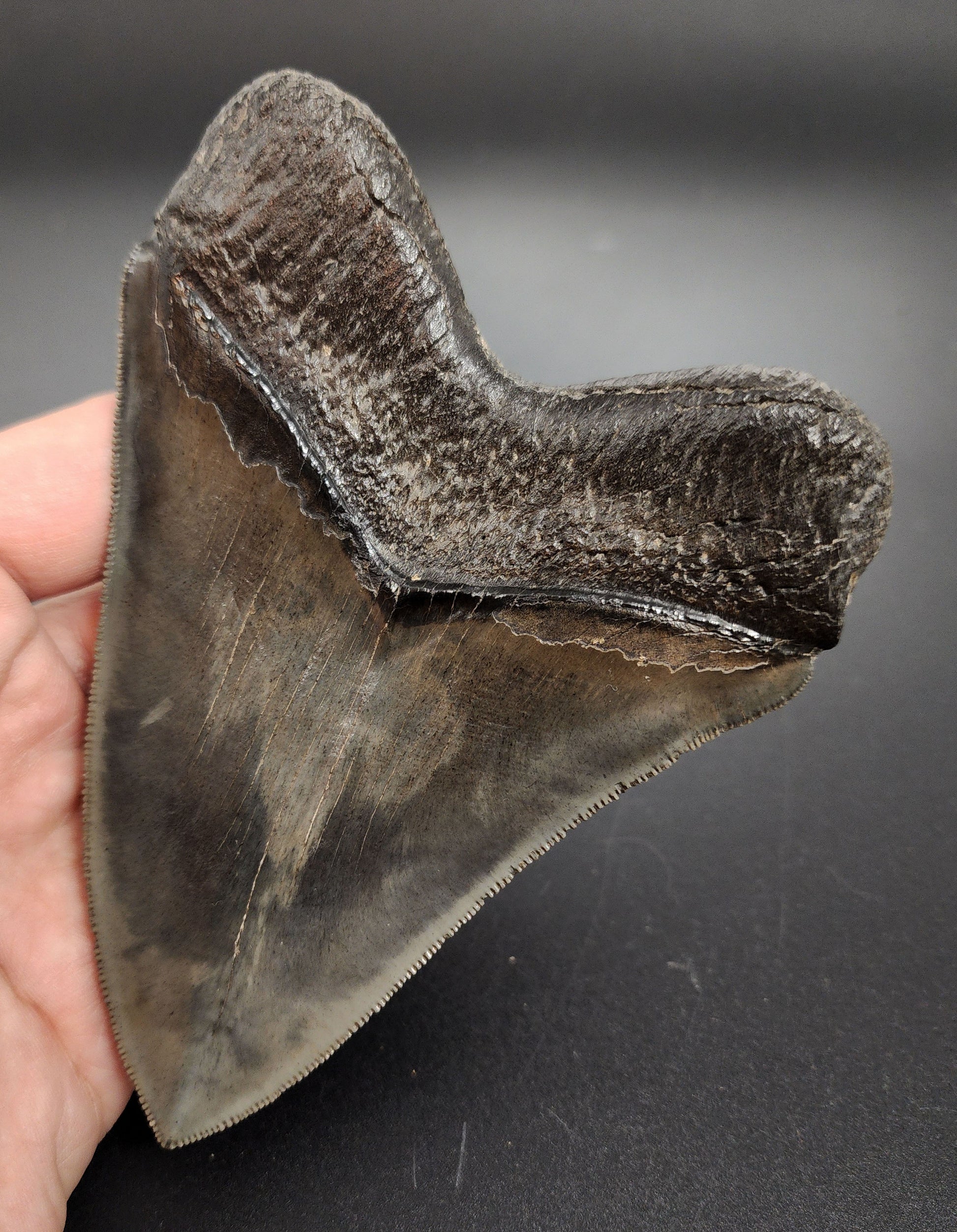 Detailed view showing bourrelet and root on pyritized Megalodon tooth from Georgia