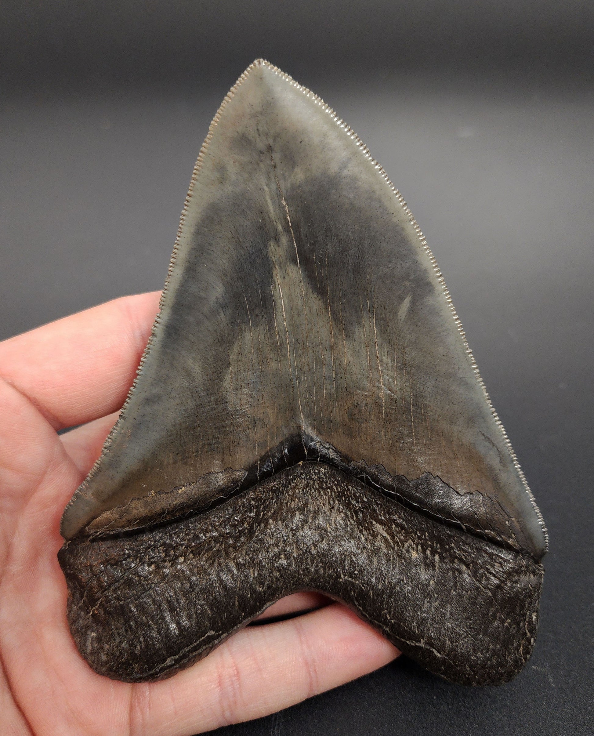 High-resolution macro of pyritized Megalodon tooth facet – enamel texture and crystal patterns