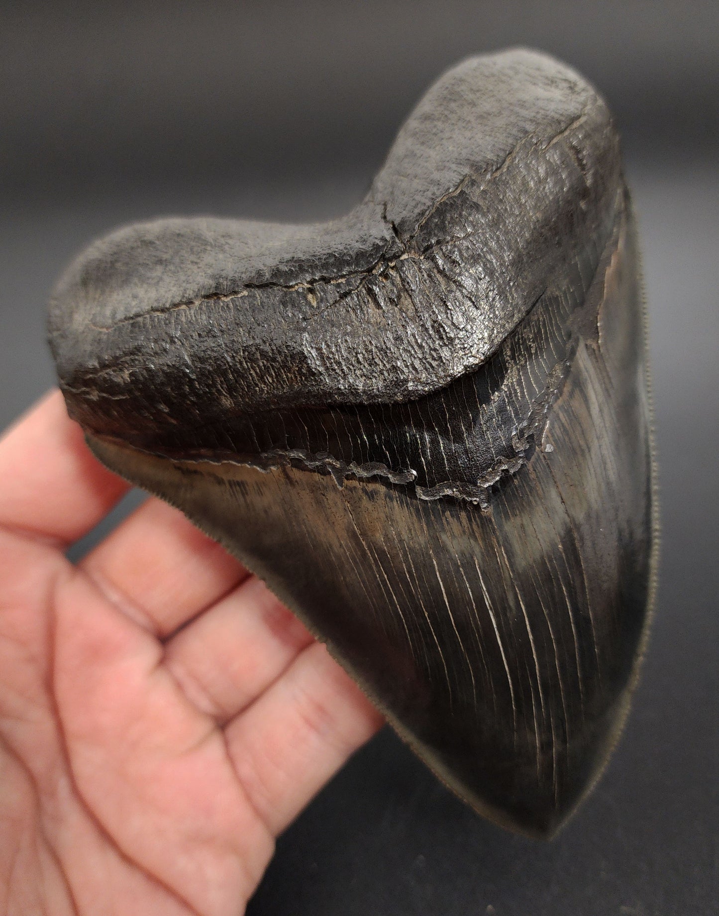 Collector‑quality 5.07 inch pyritized Megalodon tooth – angled shot showing root structure with pyrite formation and bourlette