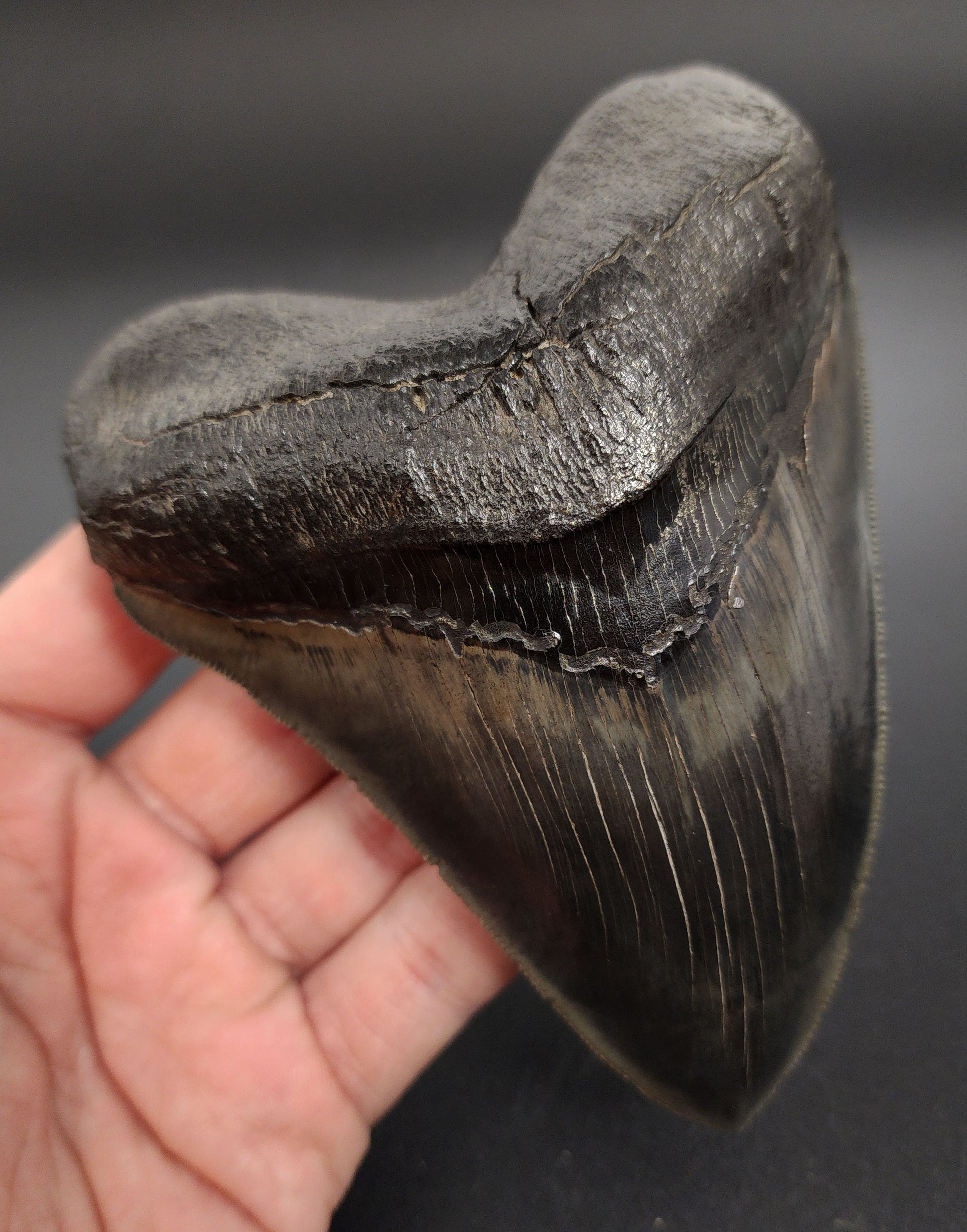 Collector‑quality 5.07 inch pyritized Megalodon tooth – angled shot showing root structure with pyrite formation and bourlette