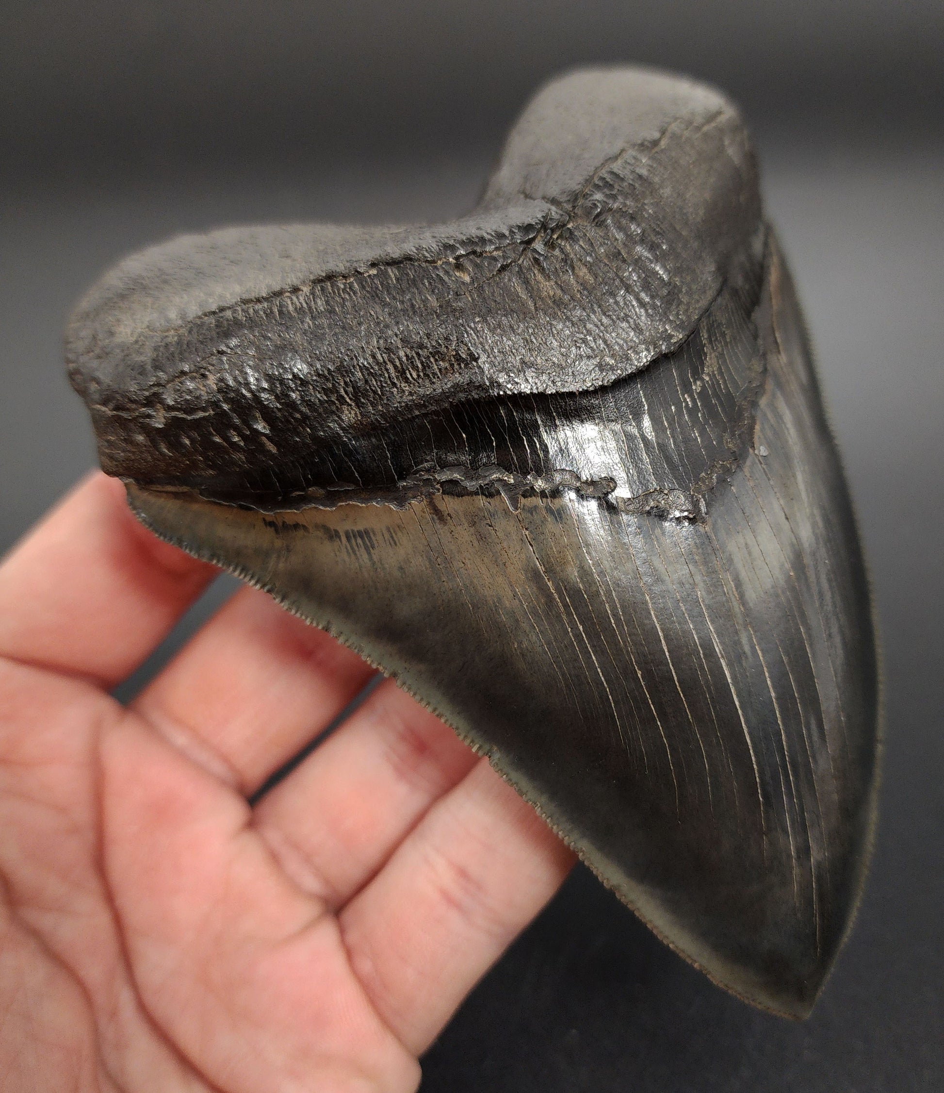 5.07 inch pyritized Megalodon tooth fossil – close‑up of serrated edge and crystalline pyrite texture