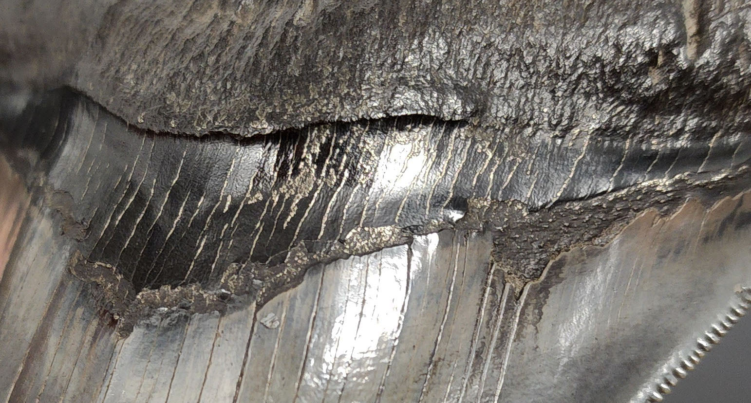 Authentic 5.07 inch pyritized Megalodon tooth – full side view showcasing blade thickness, enamel, and metallic pyrite
