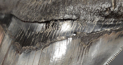 Authentic 5.07 inch pyritized Megalodon tooth – full side view showcasing blade thickness, enamel, and metallic pyrite