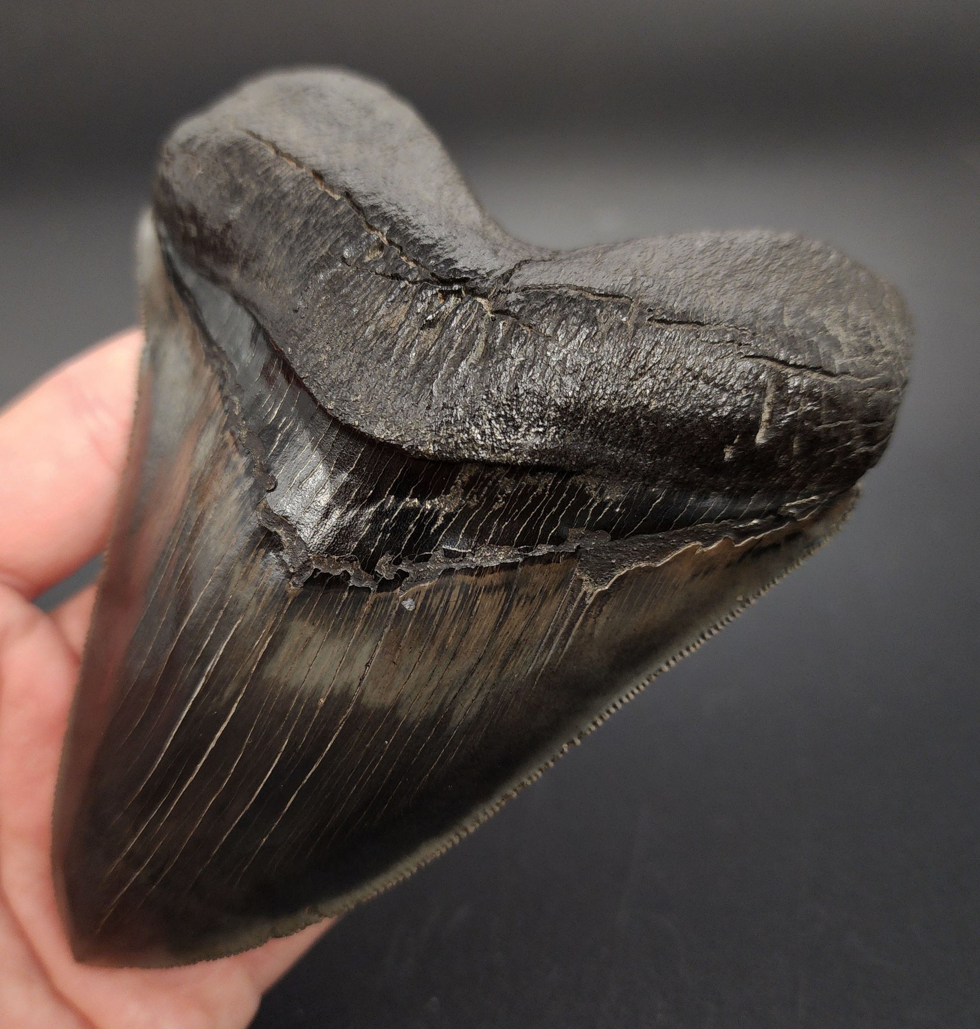 Pyritized Megalodon tooth from Georgia – rear view highlighting bourrelet, root base, and pyrite crystallization