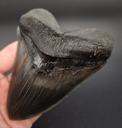 Pyritized Megalodon tooth from Georgia – rear view highlighting bourrelet, root base, and pyrite crystallization