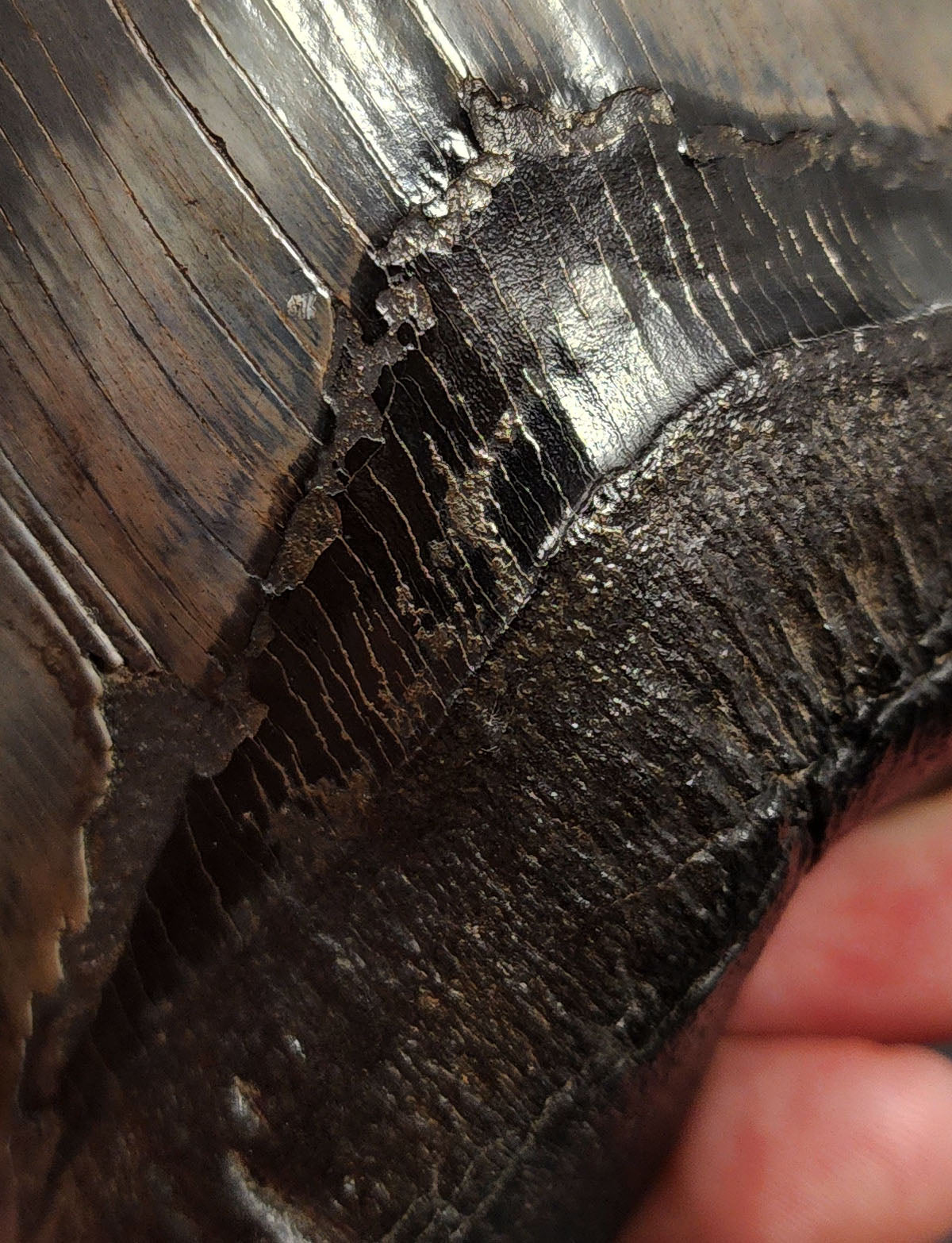 5.07 inch Megalodon tooth with pyrite – macro detail of serrations, enamel wear, and golden mineral deposition