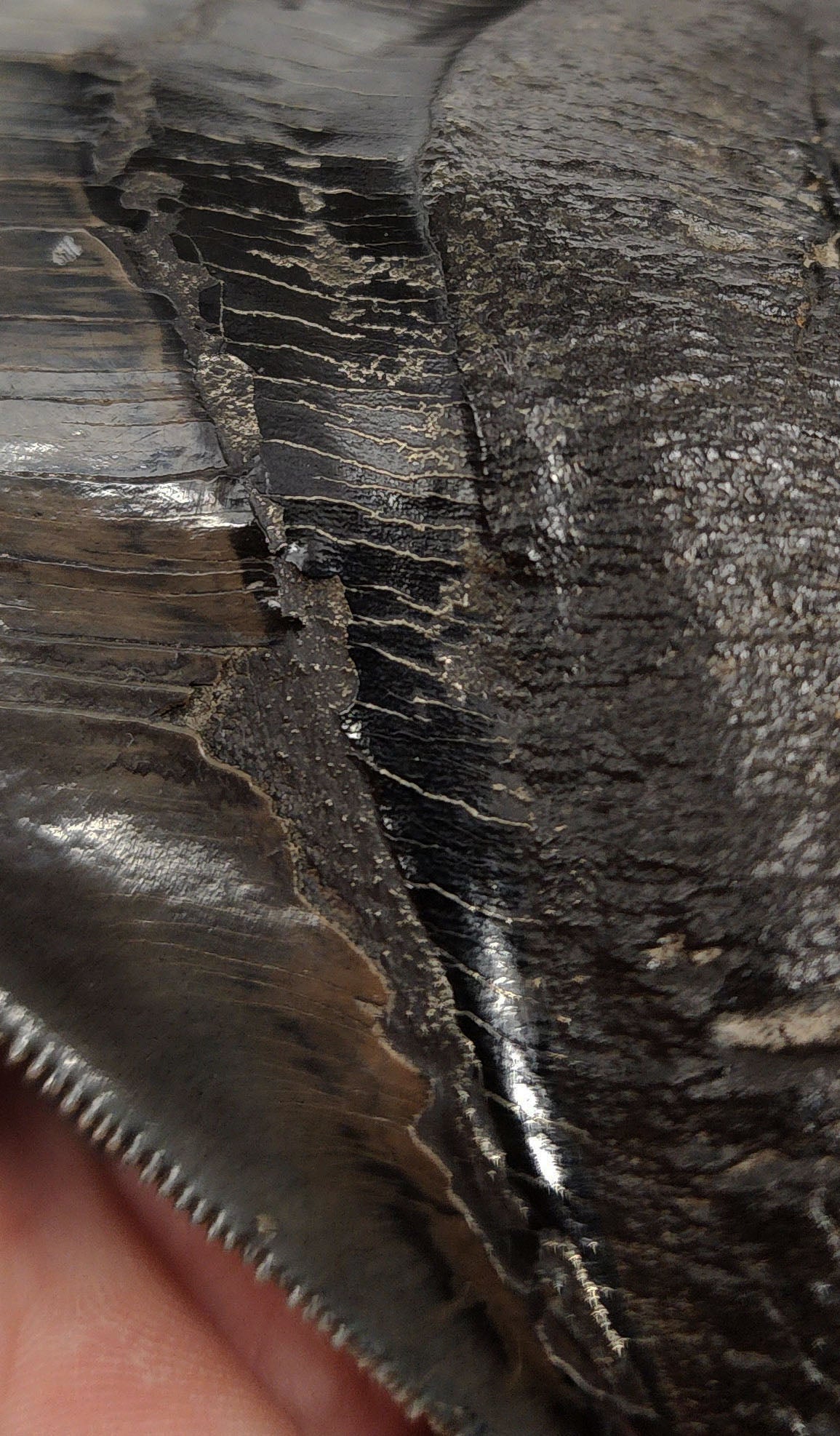 Collector‑grade 5.07 inch pyritized Megalodon tooth – angled macro showing enamel-pyrite contrast and natural coloration