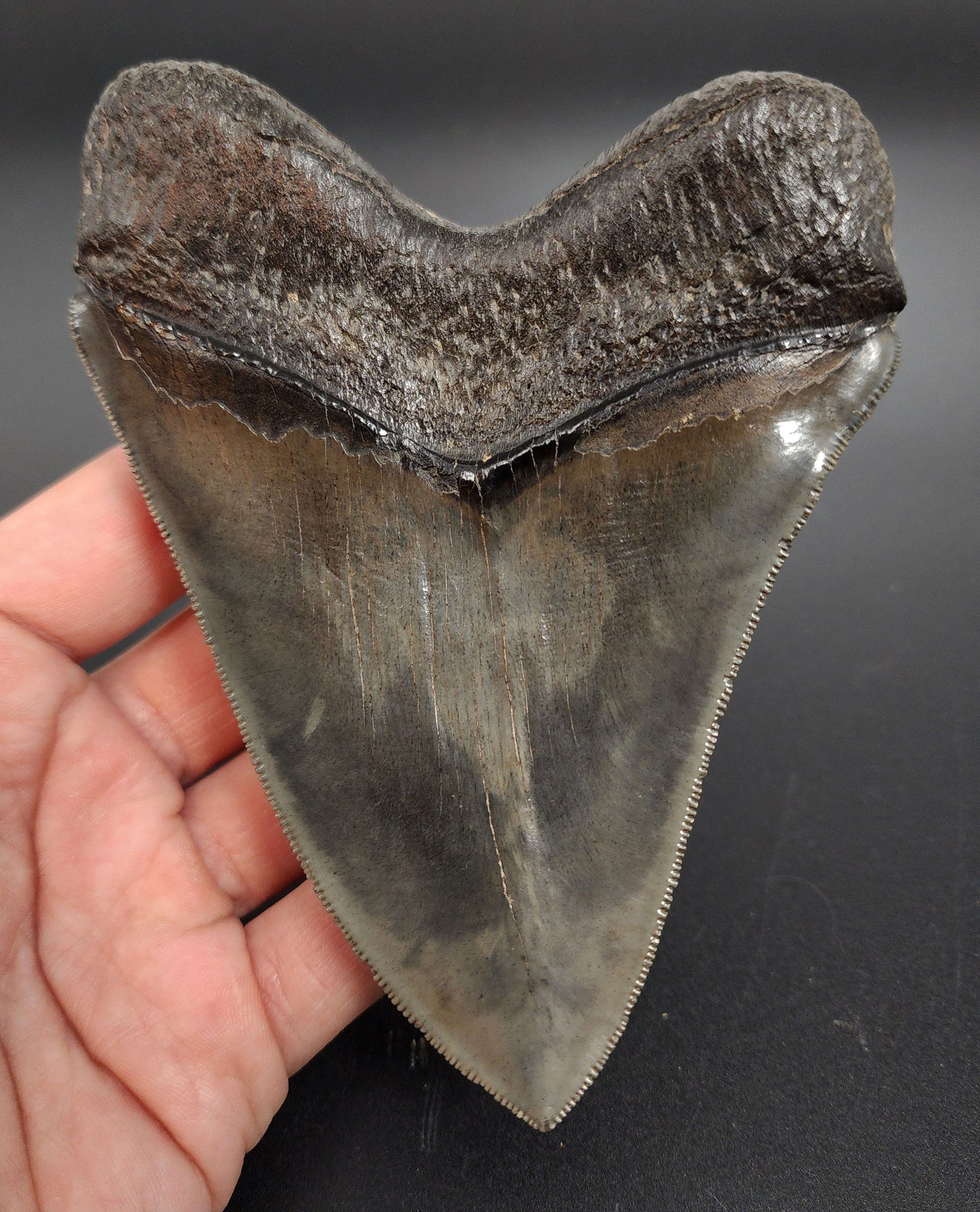 Pyritized fossil Megalodon tooth – profile view showing blade curve, root detail, and pyrite glint