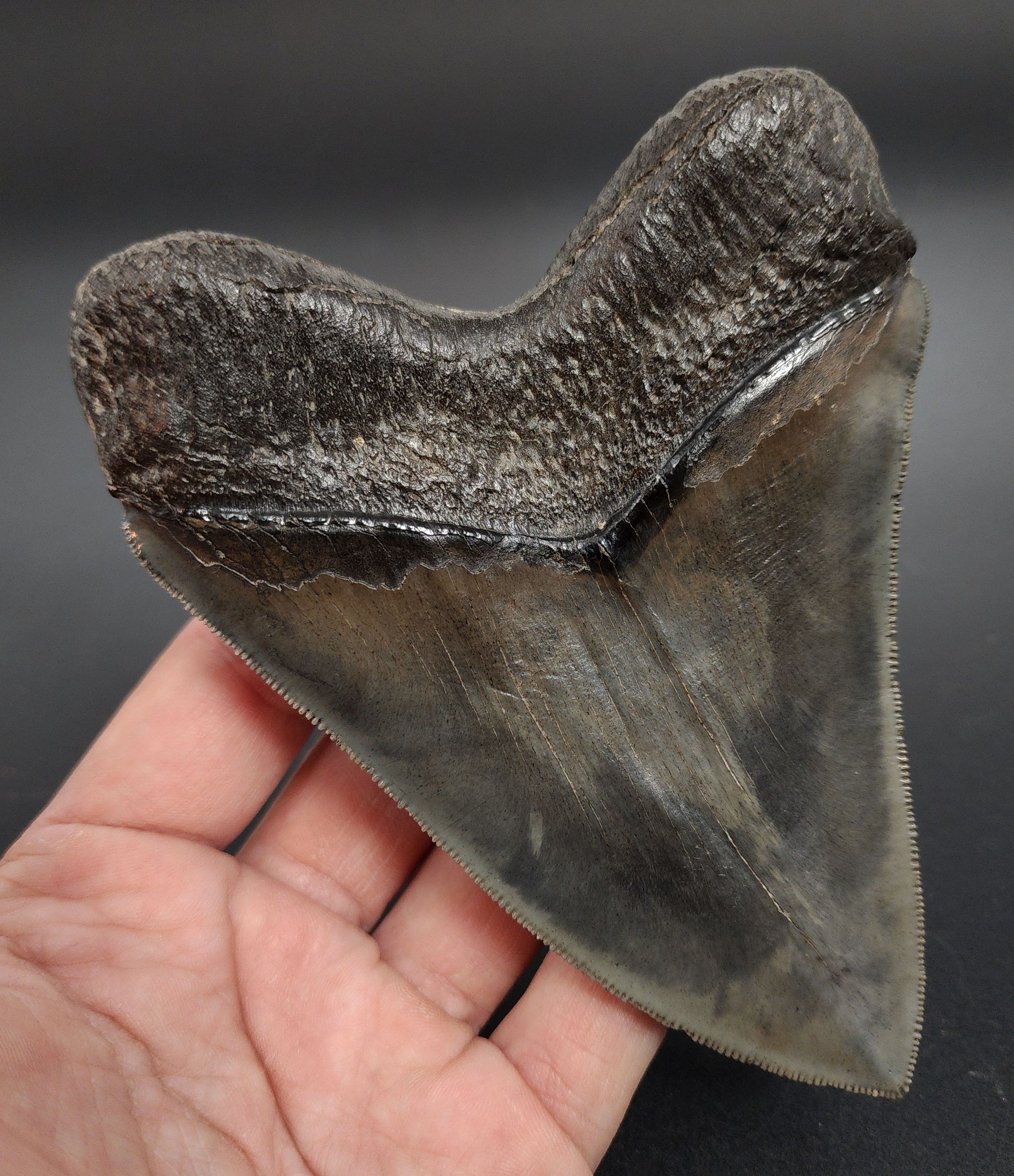 Extensive close‑up of pyritized 5.07 inch Megalodon tooth serration and enamel-pyrite boundary