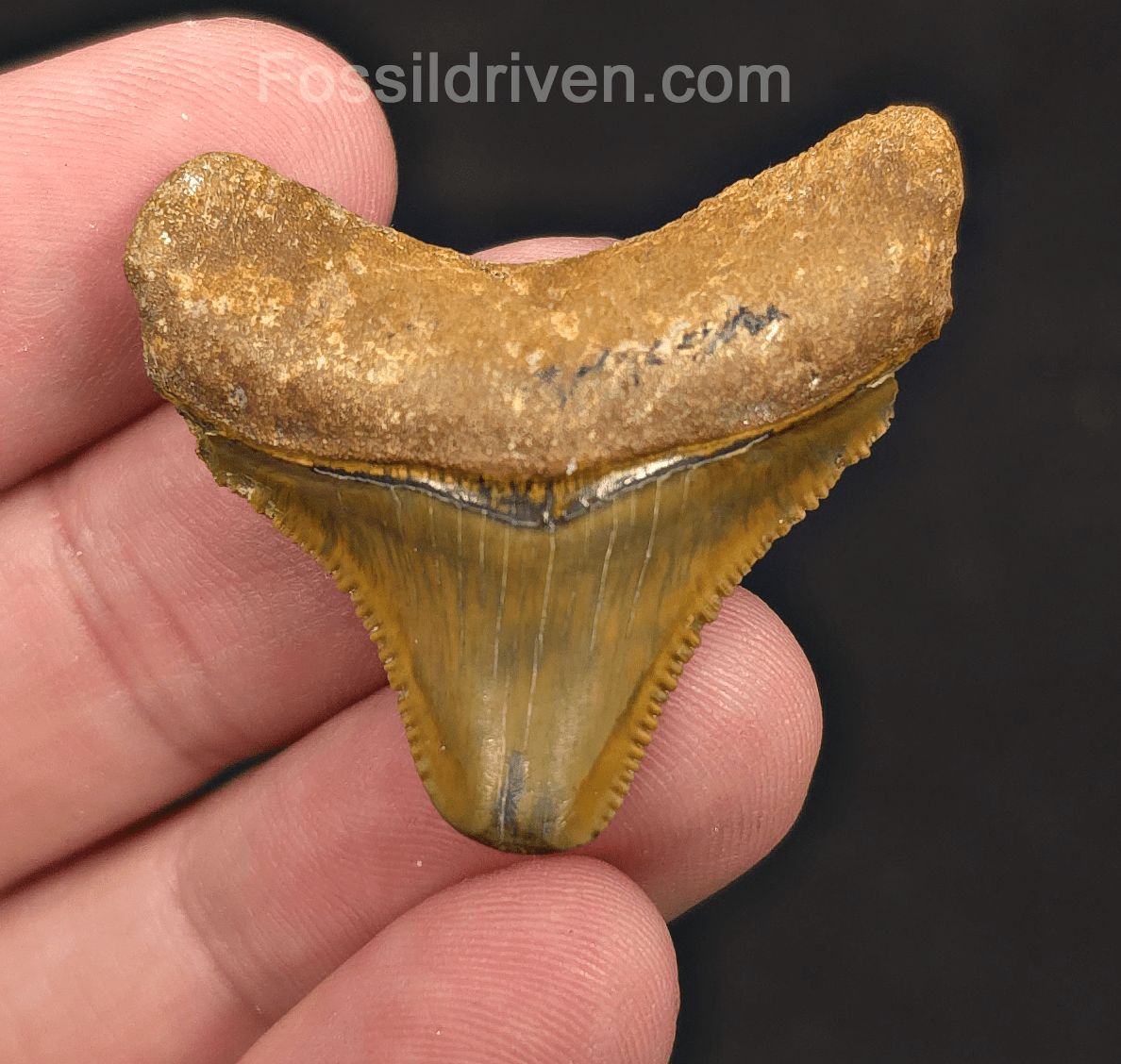Rare, 1.52" Green Fossil Megalodon Tooth - Bone Valley, Florida - Fossil Driven