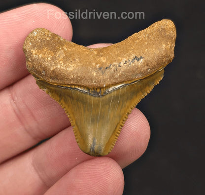 Rare, 1.52" Green Fossil Megalodon Tooth - Bone Valley, Florida - Fossil Driven