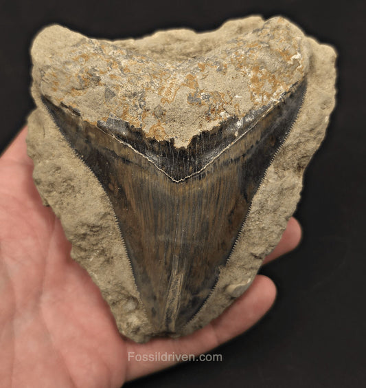 Rare, 4.63" Fossil Megalodon Tooth in Matrix - Java, Indonesia - Fossil Driven