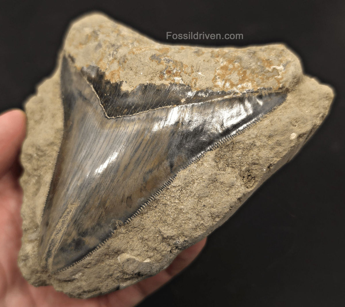 Rare, 4.63" Fossil Megalodon Tooth in Matrix - Java, Indonesia - Fossil Driven