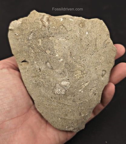 Rare, 4.63" Fossil Megalodon Tooth in Matrix - Java, Indonesia - Fossil Driven