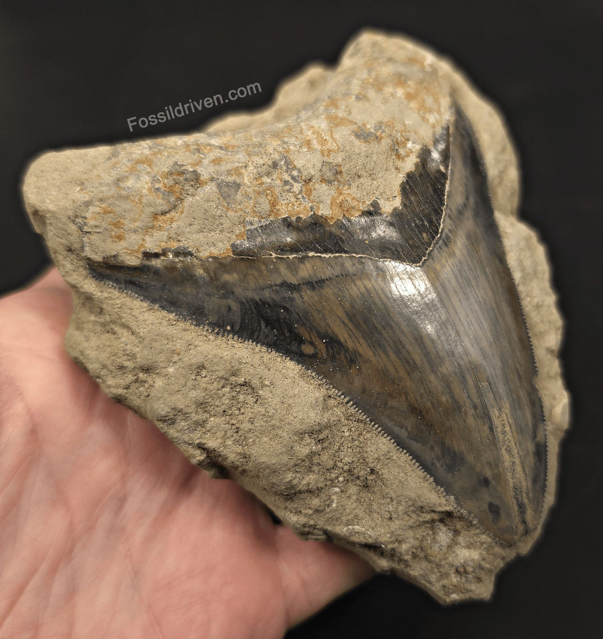 Rare, 4.63" Fossil Megalodon Tooth in Matrix - Java, Indonesia - Fossil Driven