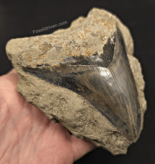 Rare, 4.63" Fossil Megalodon Tooth in Matrix - Java, Indonesia - Fossil Driven