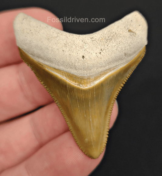 RARE Color 1.92" Megalodon Tooth - Bone Valley - Real Fossil Shark Tooth - Fossil Driven