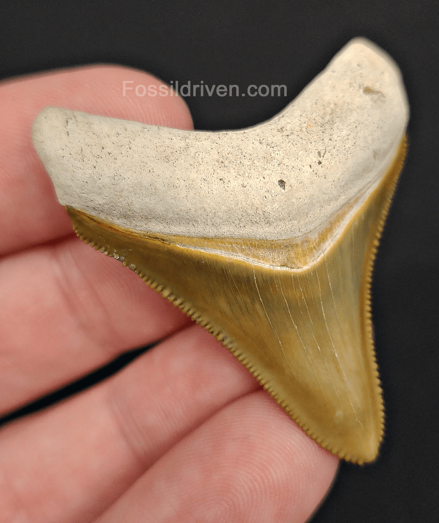 RARE Color 1.92" Megalodon Tooth - Bone Valley - Real Fossil Shark Tooth - Fossil Driven