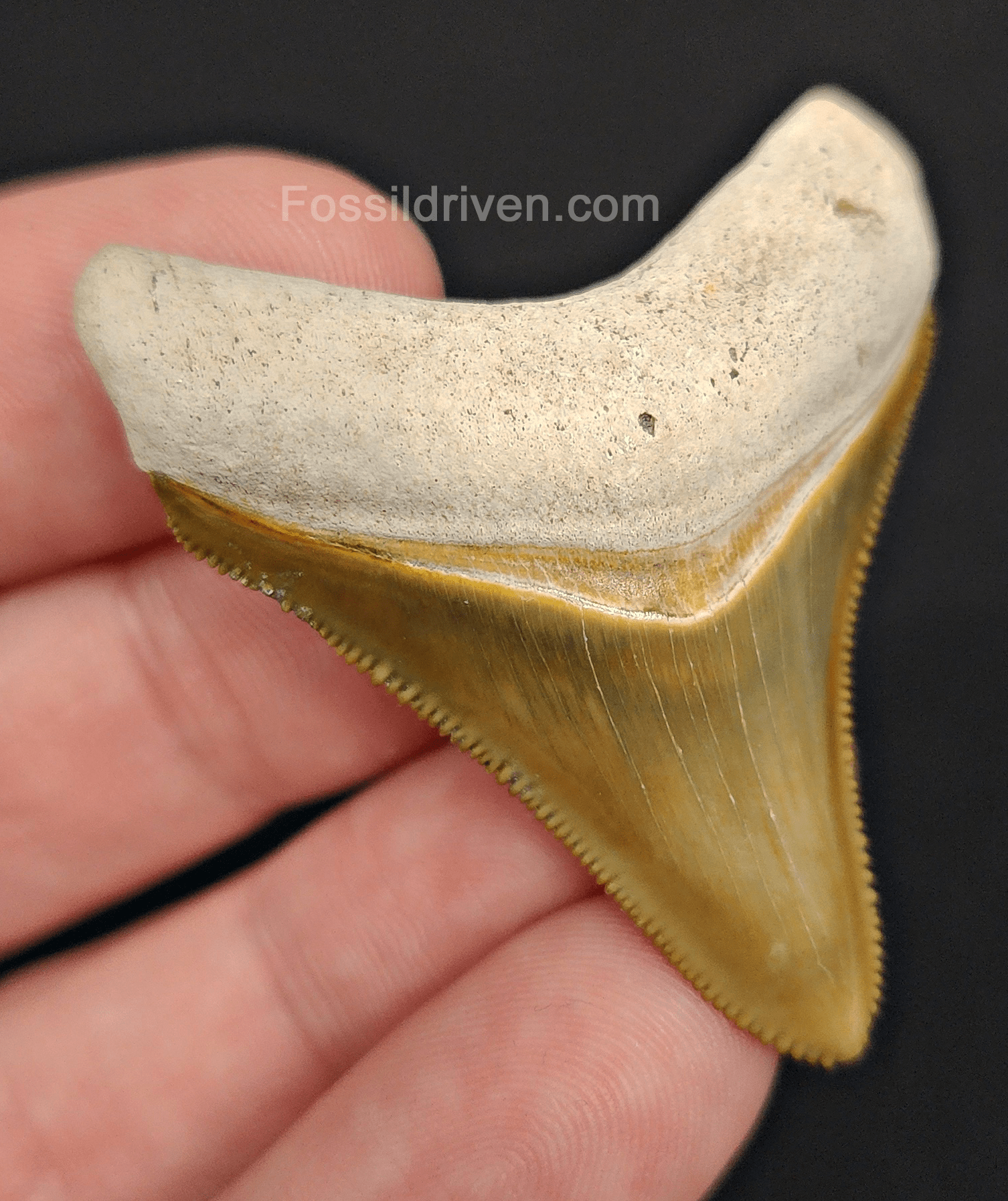 RARE Color 1.92" Megalodon Tooth - Bone Valley - Real Fossil Shark Tooth - Fossil Driven