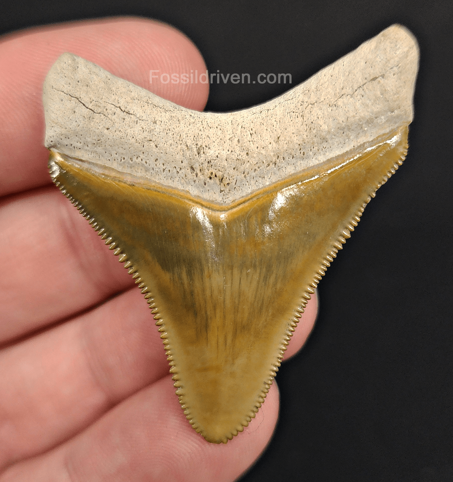 RARE Color 1.92" Megalodon Tooth - Bone Valley - Real Fossil Shark Tooth - Fossil Driven