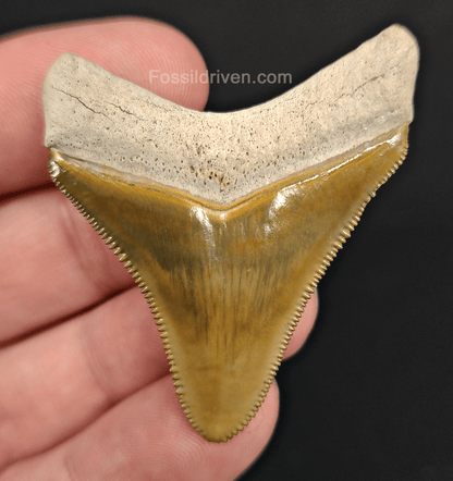 RARE Color 1.92" Megalodon Tooth - Bone Valley - Real Fossil Shark Tooth - Fossil Driven