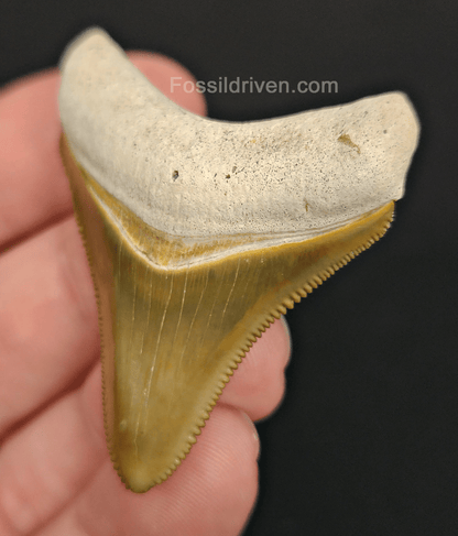 RARE Color 1.92" Megalodon Tooth - Bone Valley - Real Fossil Shark Tooth - Fossil Driven