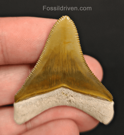 RARE Color 1.92" Megalodon Tooth - Bone Valley - Real Fossil Shark Tooth - Fossil Driven