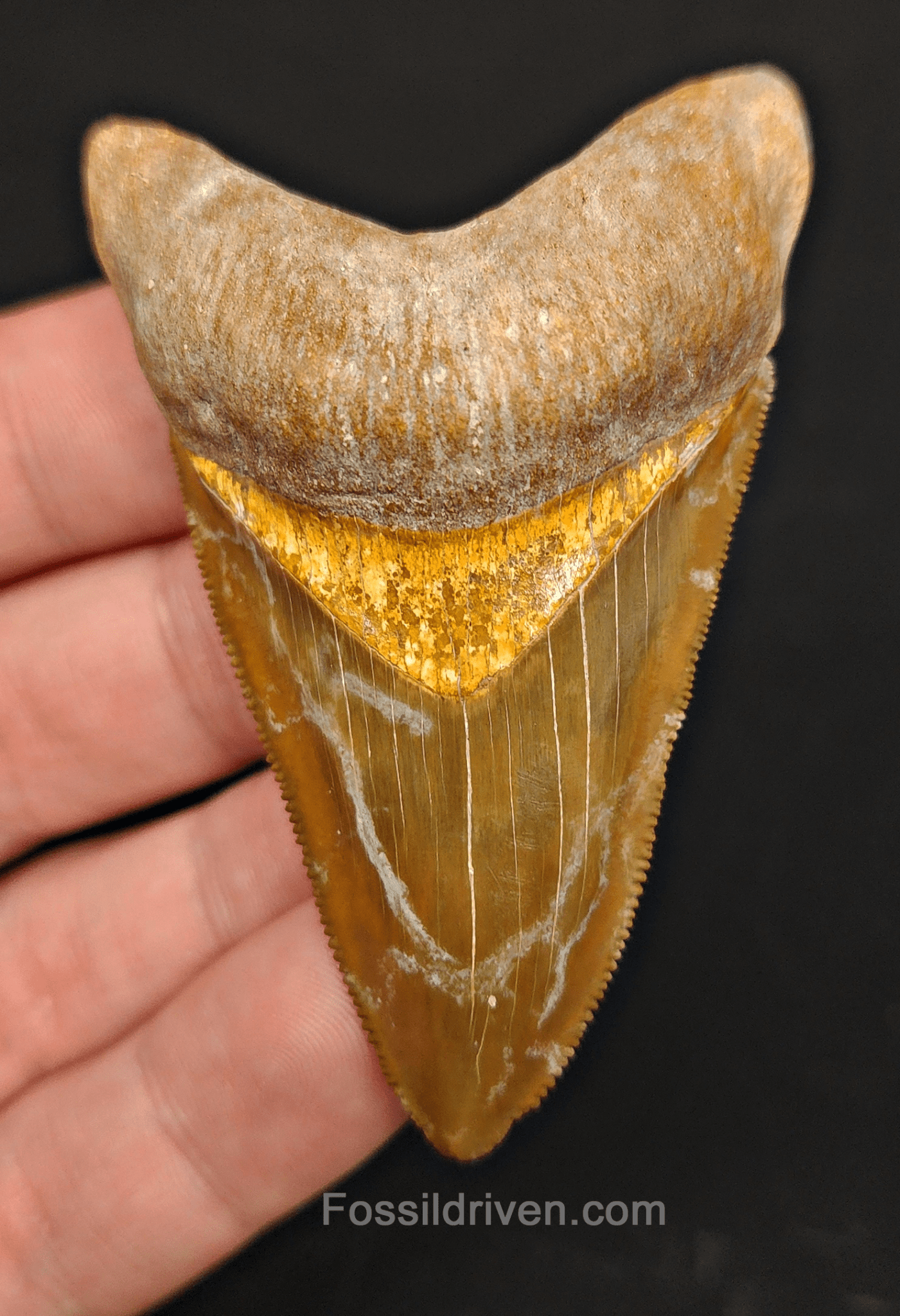 RARE Color 2.75" Megalodon Tooth - Bone Valley - Real Fossil Shark Tooth - Fossil Driven