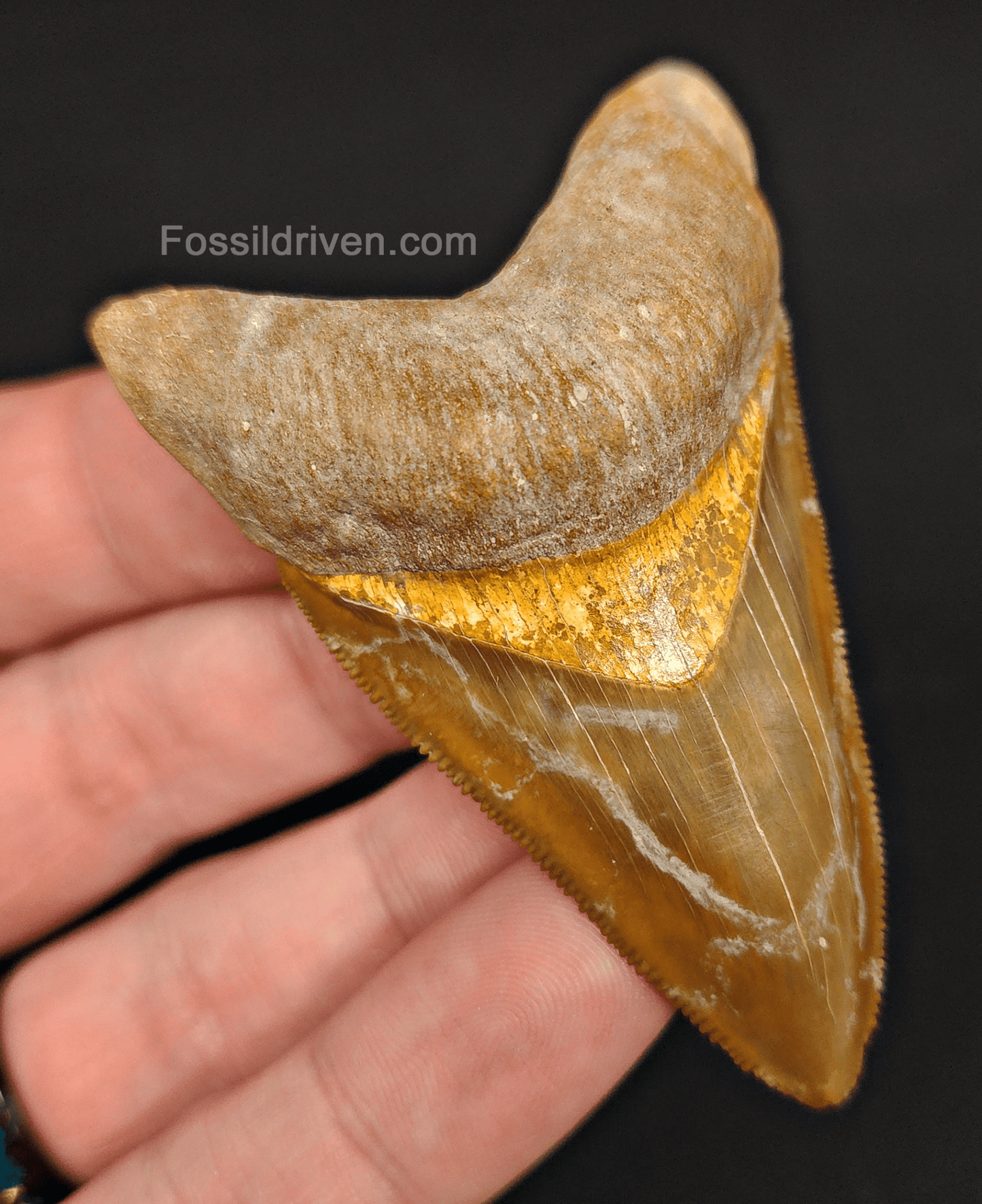 RARE Color 2.75" Megalodon Tooth - Bone Valley - Real Fossil Shark Tooth - Fossil Driven