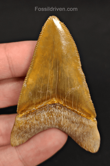 RARE Color 2.75" Megalodon Tooth - Bone Valley - Real Fossil Shark Tooth - Fossil Driven