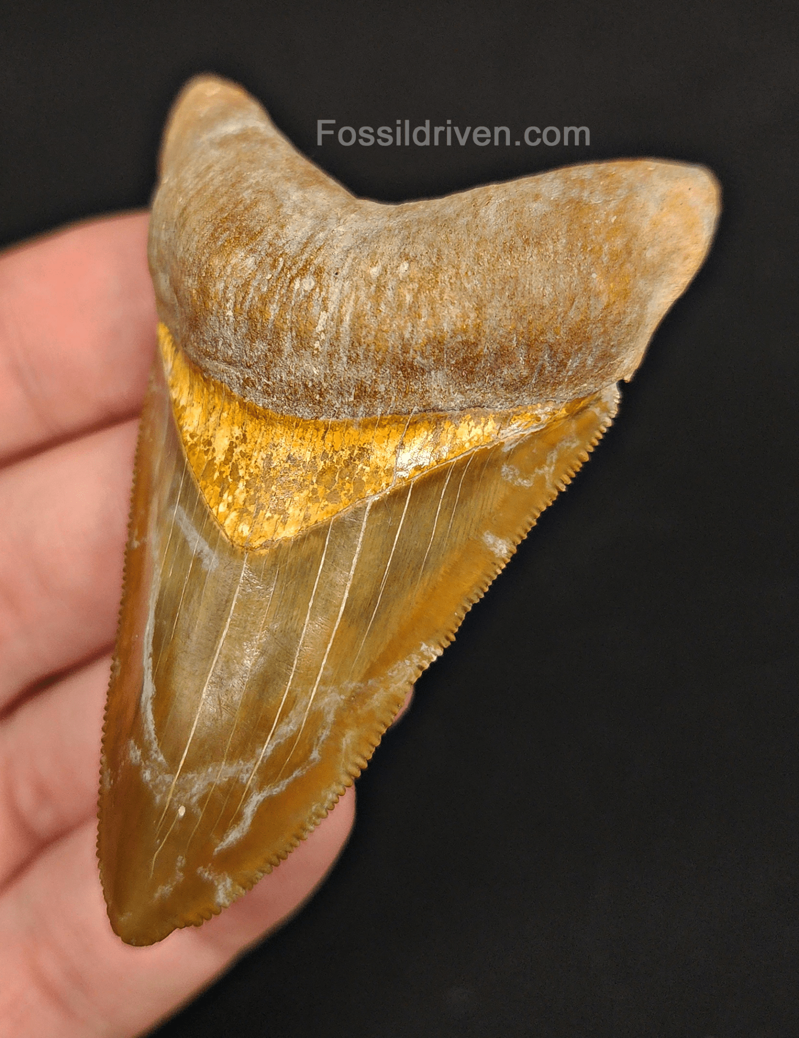 RARE Color 2.75" Megalodon Tooth - Bone Valley - Real Fossil Shark Tooth - Fossil Driven