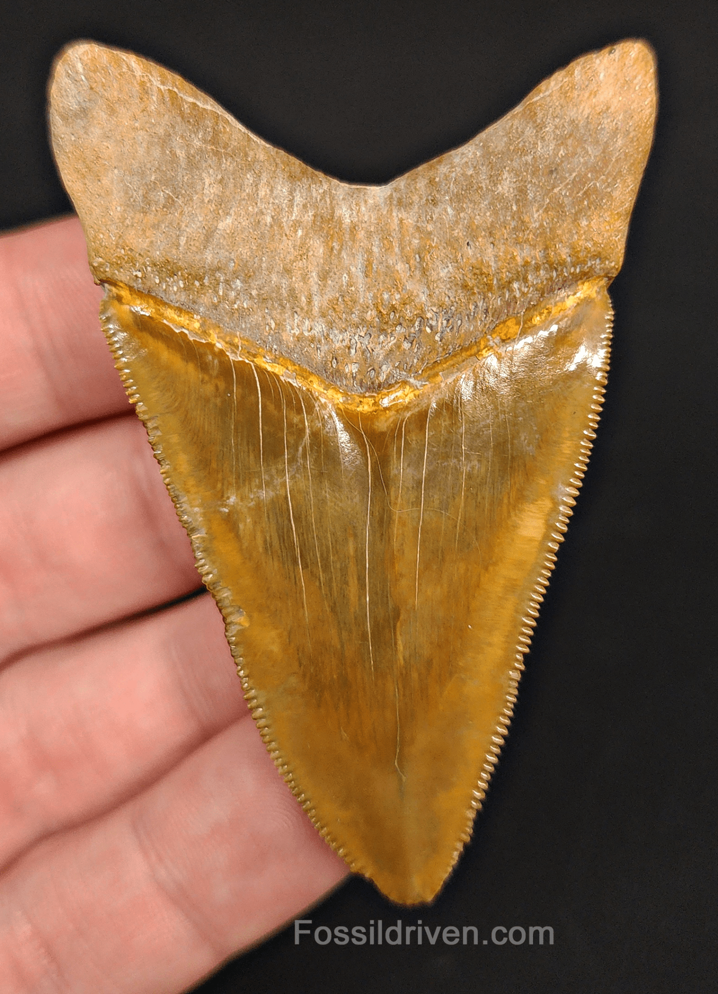 RARE Color 2.75" Megalodon Tooth - Bone Valley - Real Fossil Shark Tooth - Fossil Driven